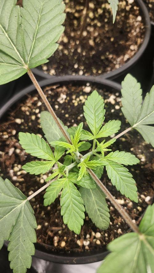 Papaya Flow. Week 1 - 03/08