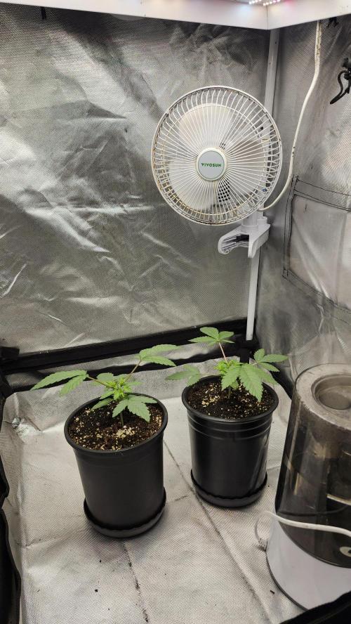 Papaya Flow. Week 1 - 03/08