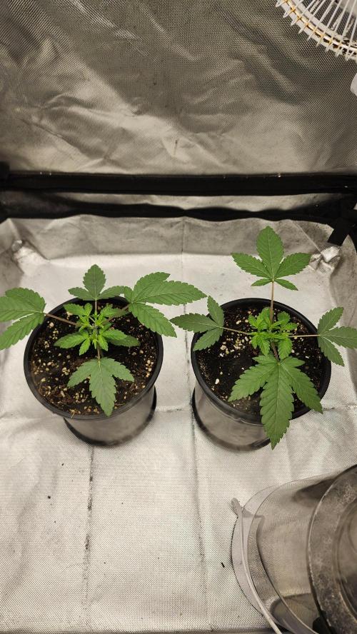 Papaya Flow. Week 1 - 03/08