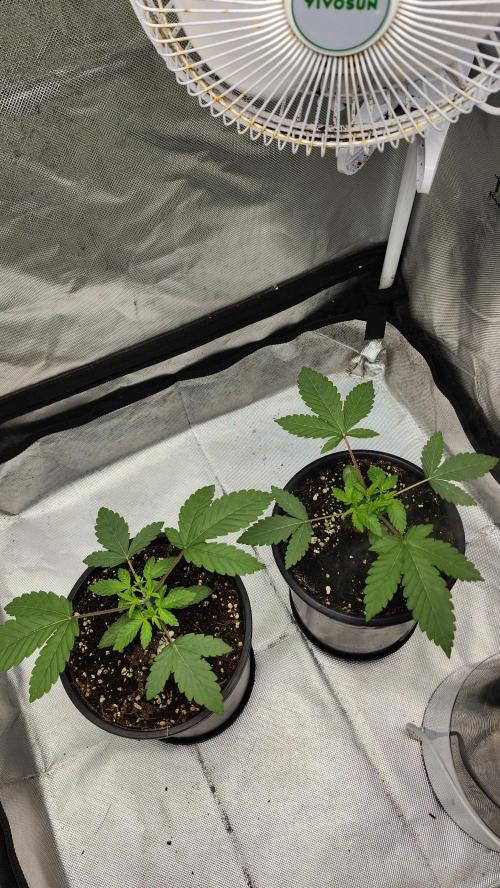 Papaya Flow. Week 1 - 03/08
