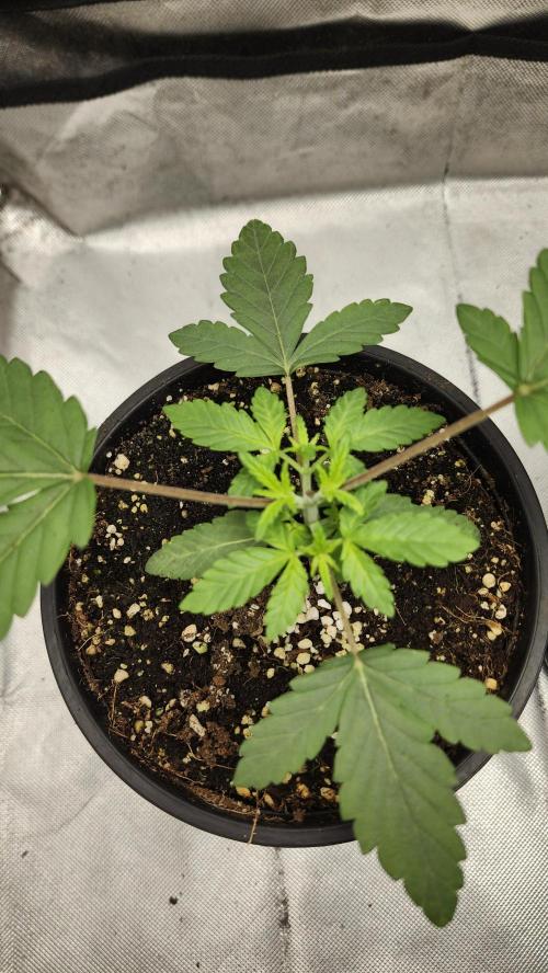 Papaya Flow. Week 1 - 03/12