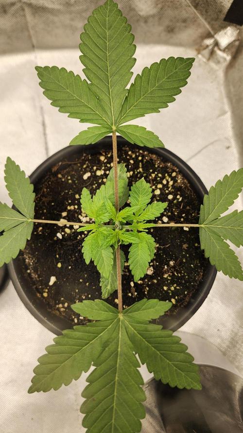 Papaya Flow. Week 1 - 03/12