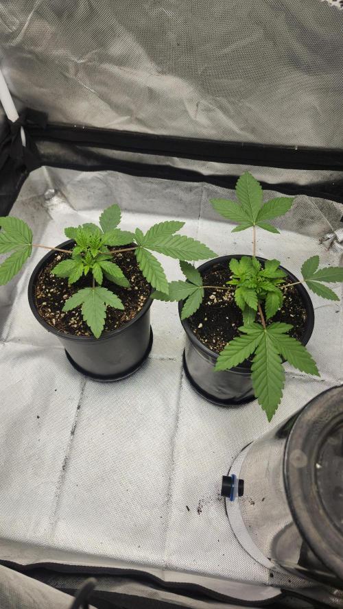 Papaya Flow. Week 1 - 03/12