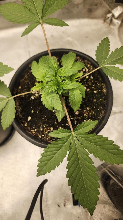 Papaya Flow. Week 1 - 03/12