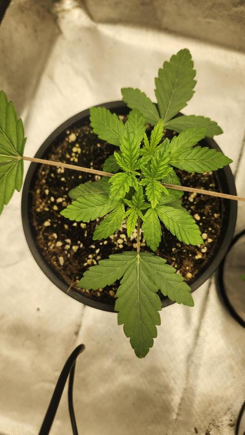 Papaya Flow. Week 1 - 03/12
