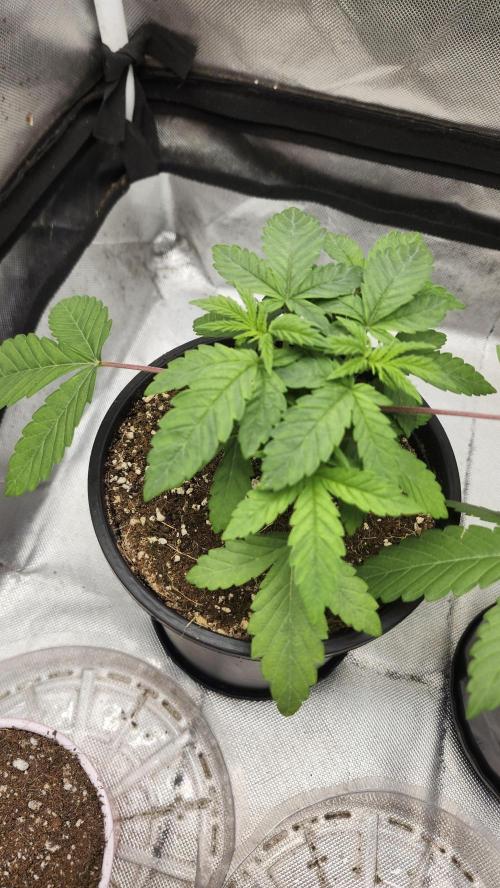 Papaya Flow. Week 2 - 03/15