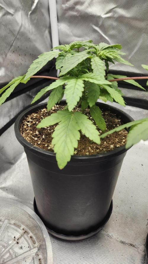 Papaya Flow. Week 2 - 03/15