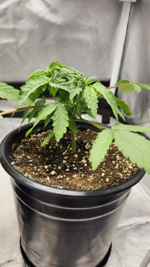 Papaya Flow. Week 2 - 03/15