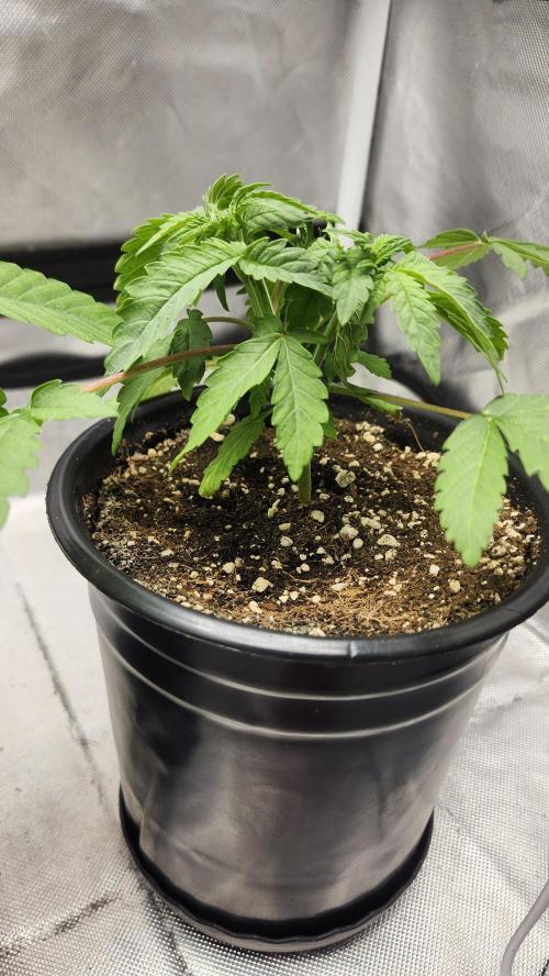 Papaya Flow. Week 2 - 03/15