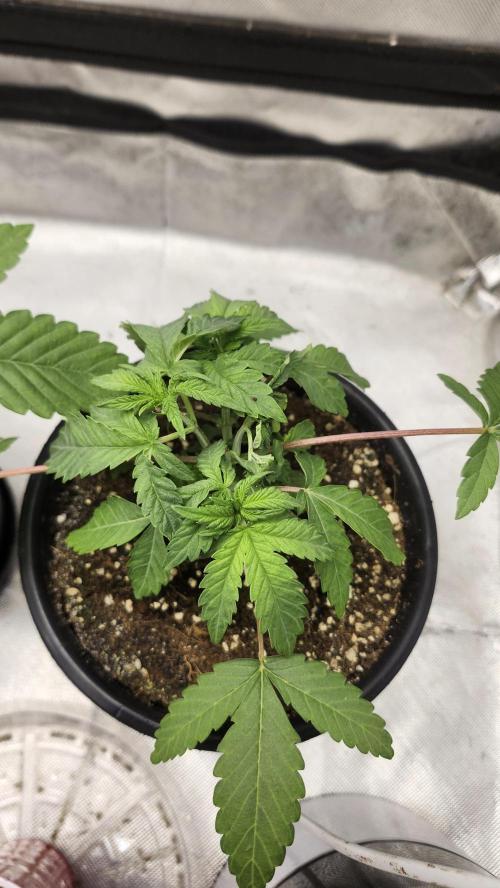 Papaya Flow. Week 2 - 03/15
