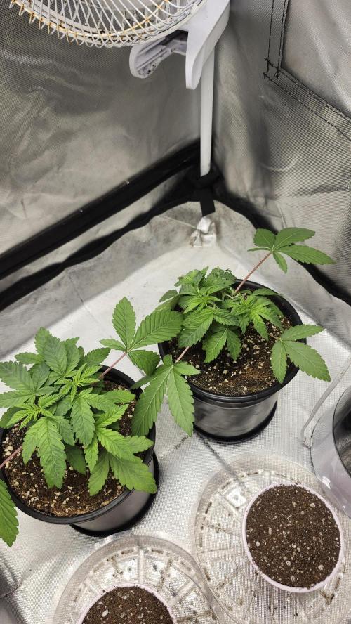 Papaya Flow. Week 2 - 03/15