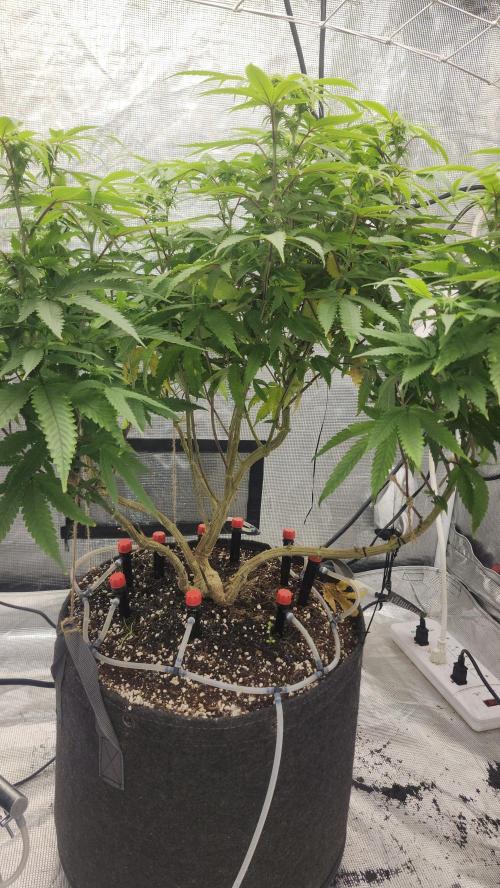 Grapeppy Grape!!. Week 24 - 03/15 (M)