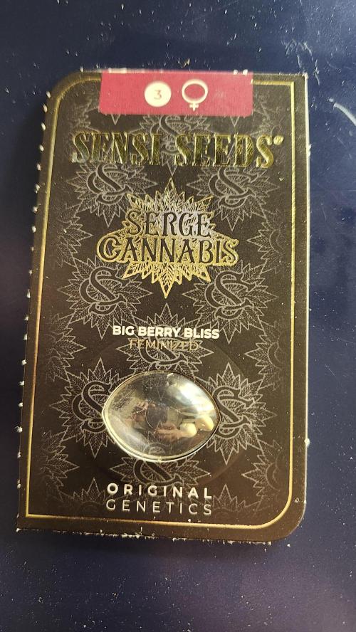 Big Berry Bliss !!Business!!. Week 0 - 03/21