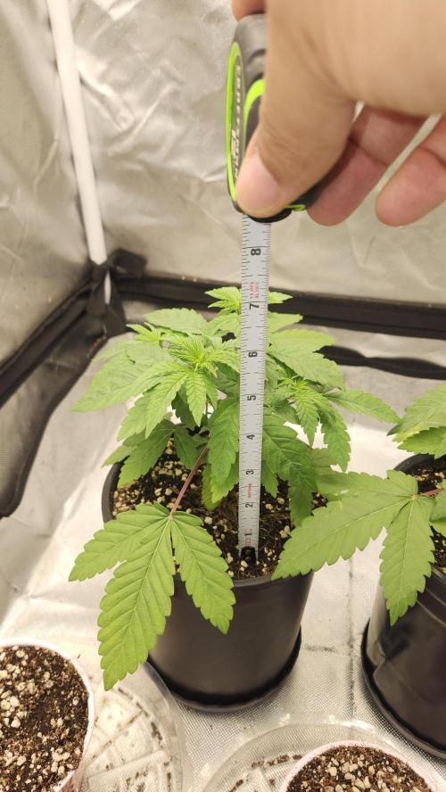 Papaya Flow. Week 2 - 03/18 ( P1 )