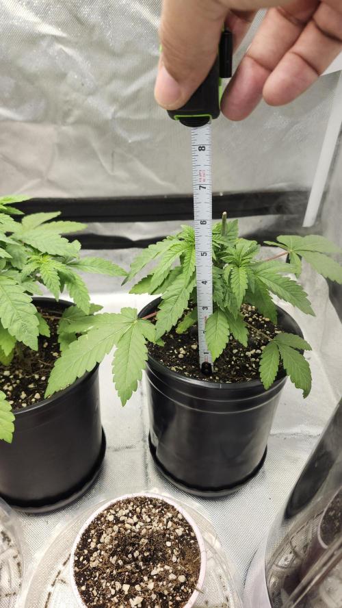 Papaya Flow. Week 2 - 03/18 ( P2 )