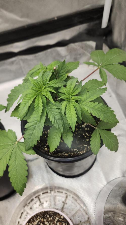 Papaya Flow. Week 2 - 03/18 ( P2 )