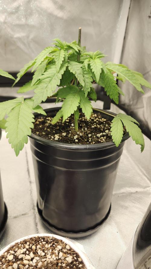 Papaya Flow. Week 2 - 03/18 ( P2 )