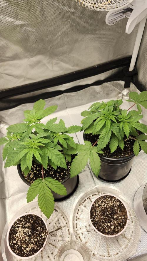 Papaya Flow. Week 2 - 03/18 (Both)