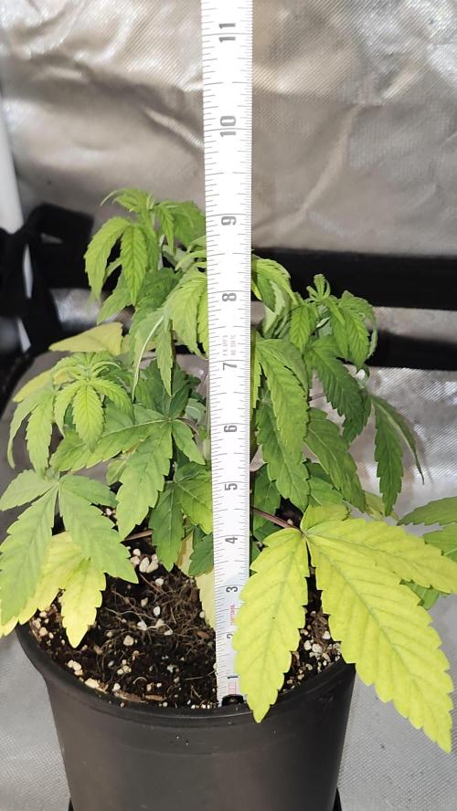 Papaya Flow. Week 3 - 03/22 (P1) Night shot