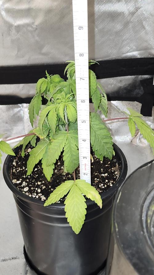 Papaya Flow. Week 3 - 03/22 (P2) Night shot