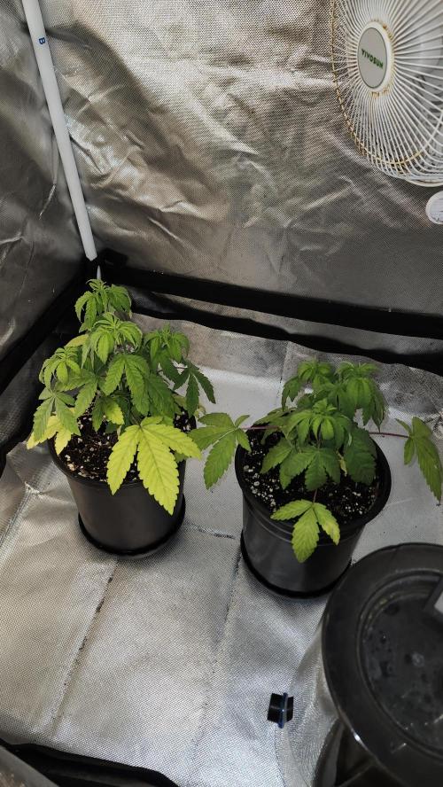 Papaya Flow. Week 3 - 03/22 ( Both Night shot)