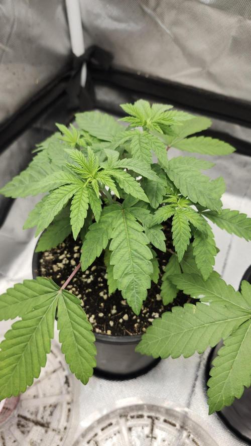 Papaya Flow. Week 3 - 03/22 (P1) Light shot