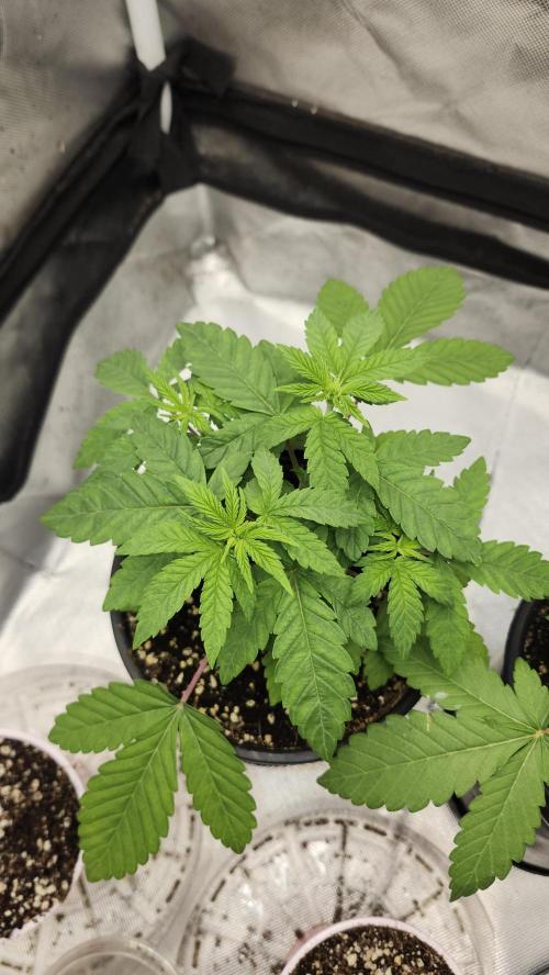 Papaya Flow. Week 3 - 03/22 (P2) Day shot