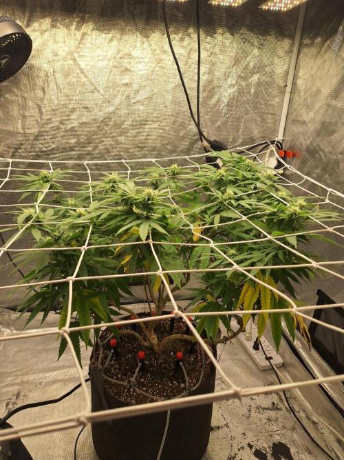 Grapeppy Grape!!. Week 25 - 03/22 (M)