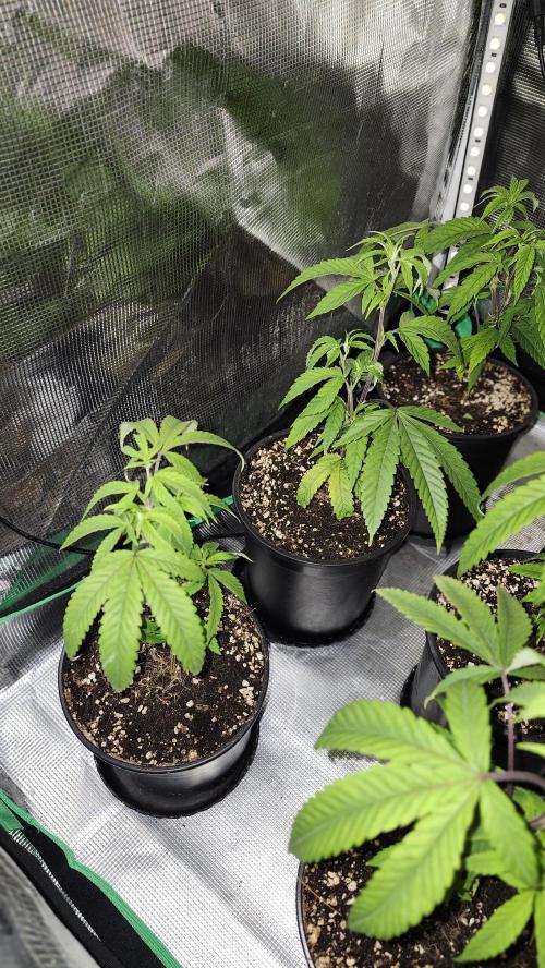 Grapeppy Grape!!. Week 25 - 03/22 (C) Night shot