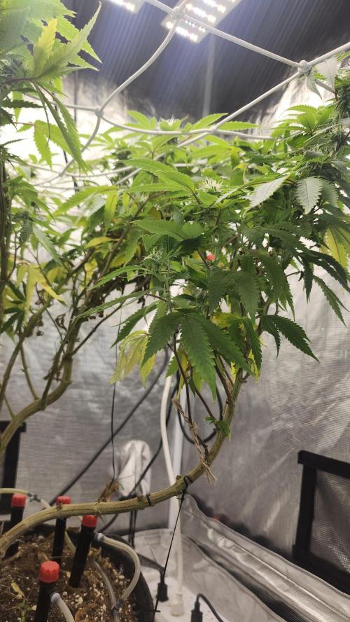 Grapeppy Grape!!. Week 25 - 03/22 (M)