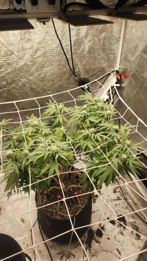 Grapeppy Grape!!. Week 25 - 03/22 (M)