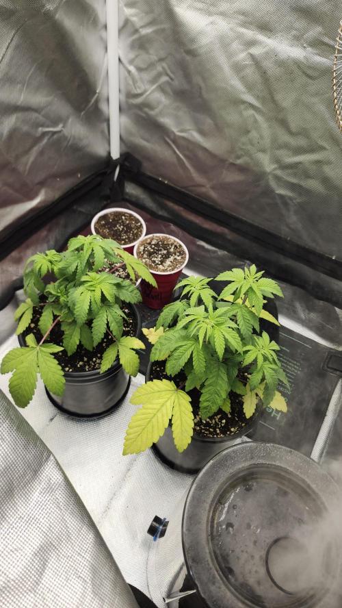 Papaya Flow. Week 3 - 03/22 (Both)