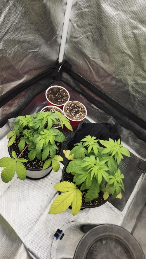 Papaya Flow. Week 3 - 03/22 (Both)