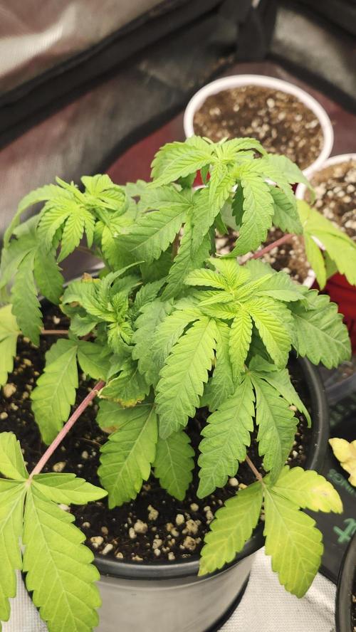 Papaya Flow. Week 3 - 03/22 (Both)