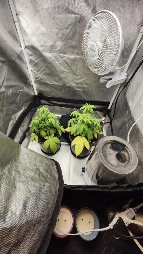 Papaya Flow. Week 3 - 03/22 (Both)