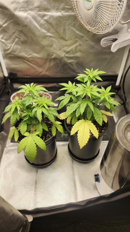 Papaya Flow. Week 3 - 03/23