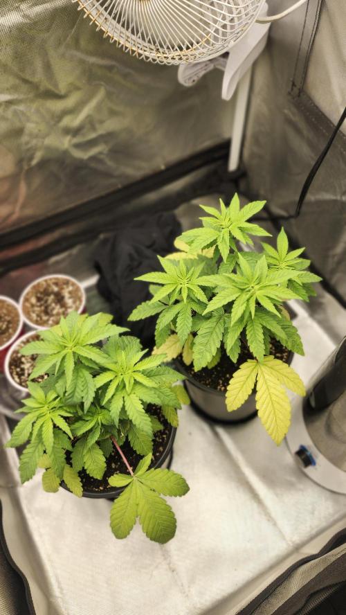 Papaya Flow. Week 3 - 03/23