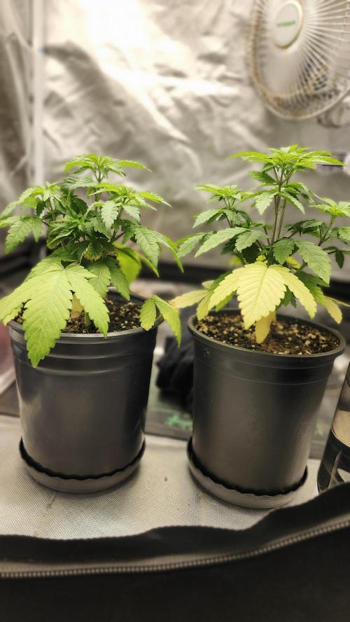 Papaya Flow. Week 3 - 03/23