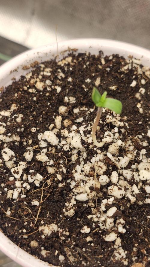 Big Berry Bliss !!Business!!. Week 0 - 03/24