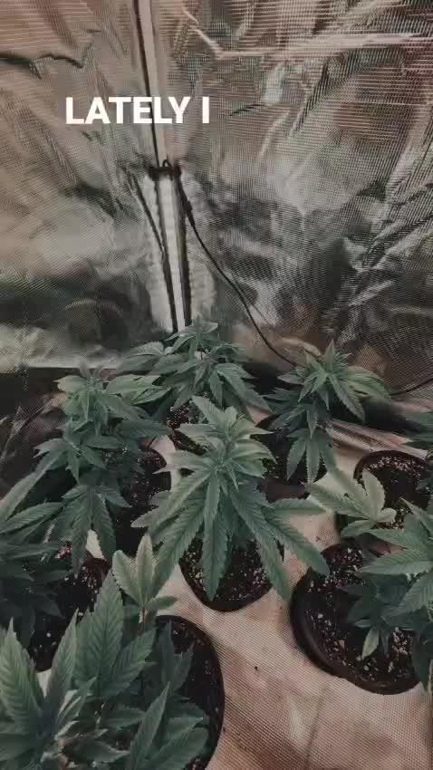 Grapeppy Grape!!
