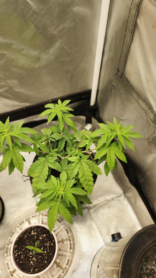 Papaya Flow. Week 3 - 03/27