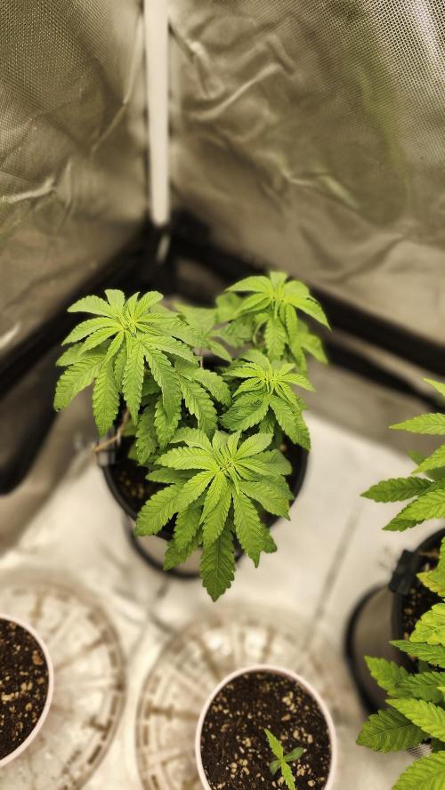 Papaya Flow. Week 3 - 03/27
