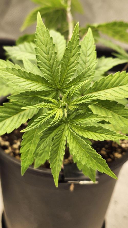 Papaya Flow. Week 3 - 03/27