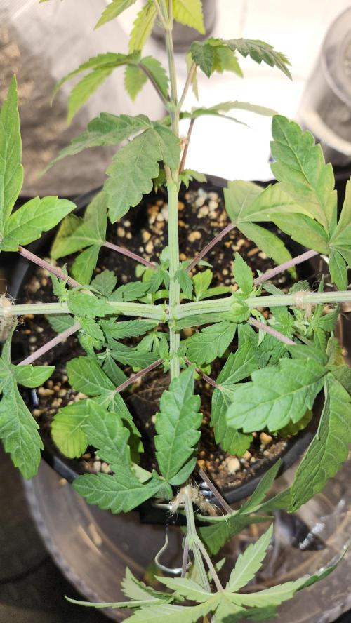 Papaya Flow. Week 3 - 03/27