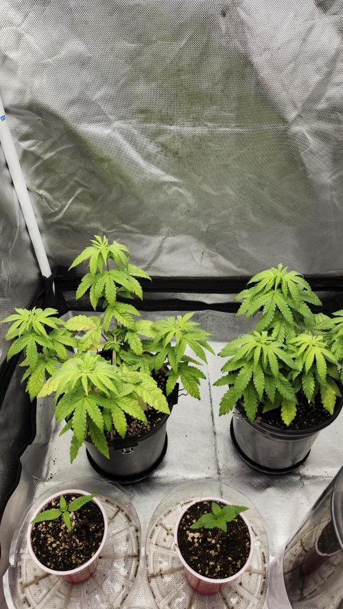 Papaya Flow. Week 3 - 04/01 