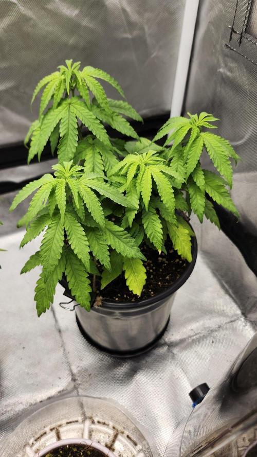 Papaya Flow. Week 4 - 04/01 (1)