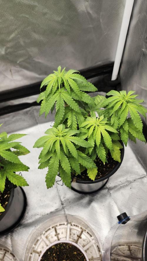 Papaya Flow. Week 4 - 04/01 (1)