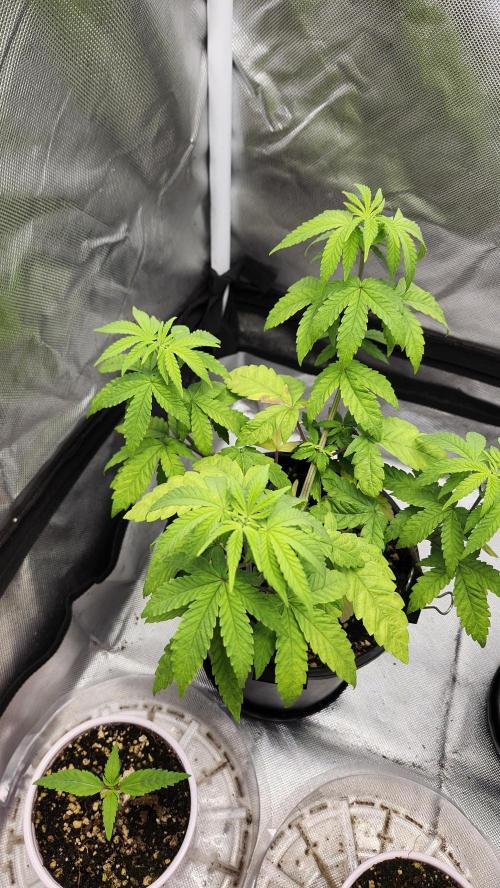 Papaya Flow. Week 4 - 04/01 (2)