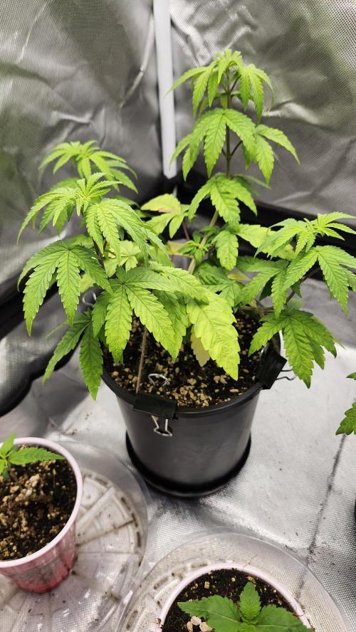 Papaya Flow. Week 4 - 04/01 (2)