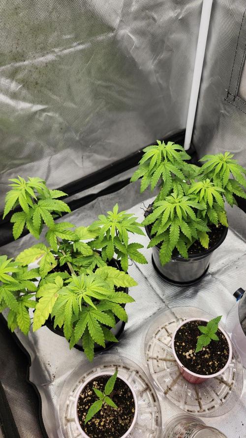 Papaya Flow. Week 4 - 04/01 (Both)
